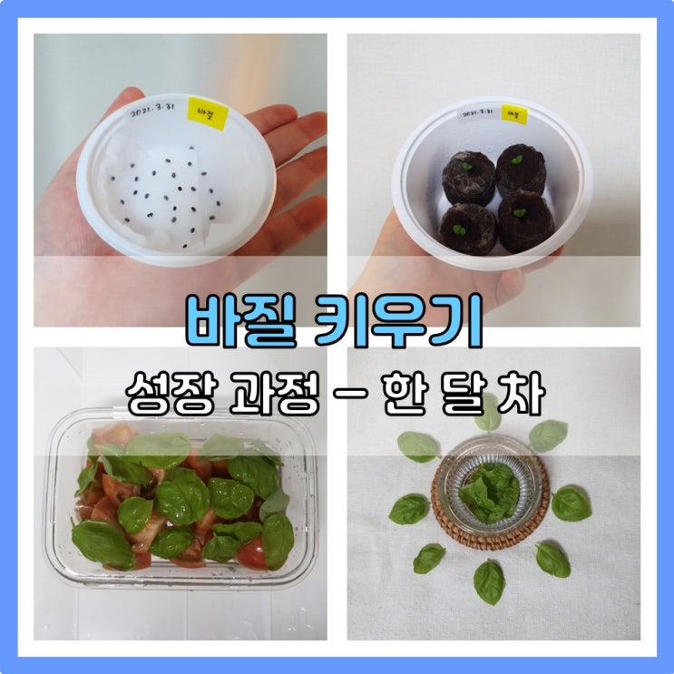  바질 키우기 (한 달 차 성장과정)