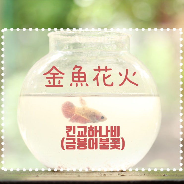  金魚花火- 금붕어불꽃 3