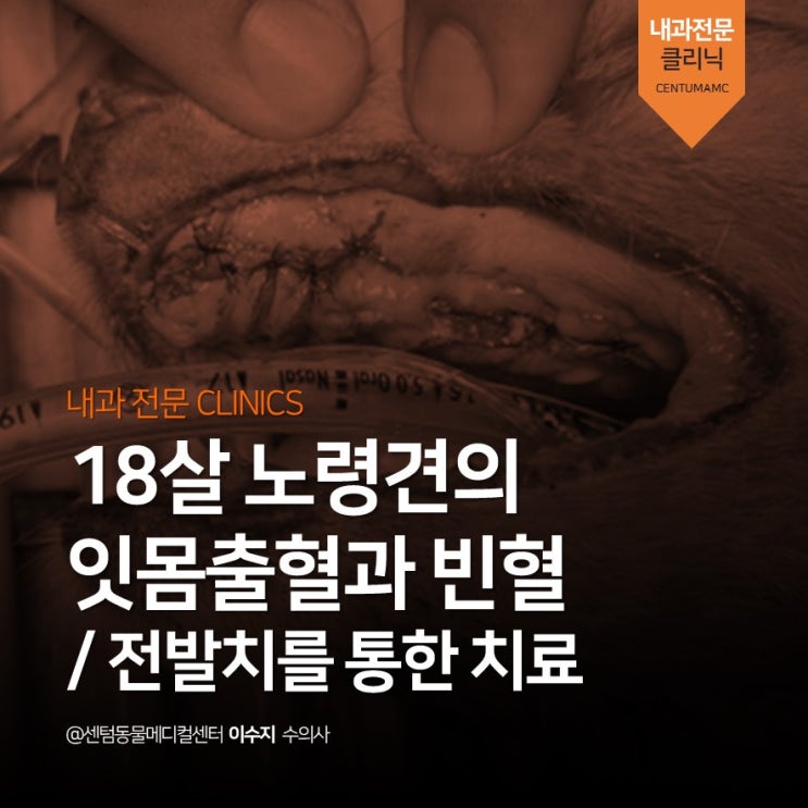  [노령견전문동물병원] 18살 강아지 전발치 (잇몸출혈, 빈혈, 치은플랩술 센텀동물메디컬센터)