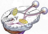  [오연식 박사, 복시, 프리즘 안경,  간헐성 외사시, 사시 교정, 약시, 간헐적 외사시, 난독증 치료, 포커싱 장애, 시기능 훈련] 2021.04. 22.