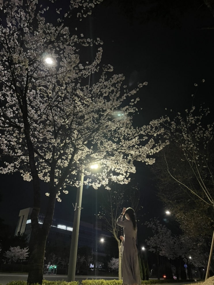  남편이랑 벚꽃 구경 후기 _늦은 꽃사진 