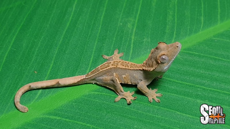 크레스티드 게코를 처음 접하는 분들이 키우기 좋은 슈퍼푸드 붙임이 된 아이들로 데려왔습니다. 속눈썹 도마뱀 Crested  Gecko/Correlophus Ciliatus : 네이버 블로그