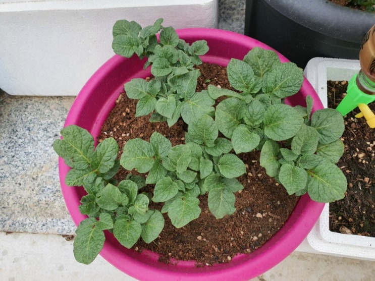  옥상텃밭, 감자 키우기 2 Growing Potatoes at Home (feat. 감자 새순)