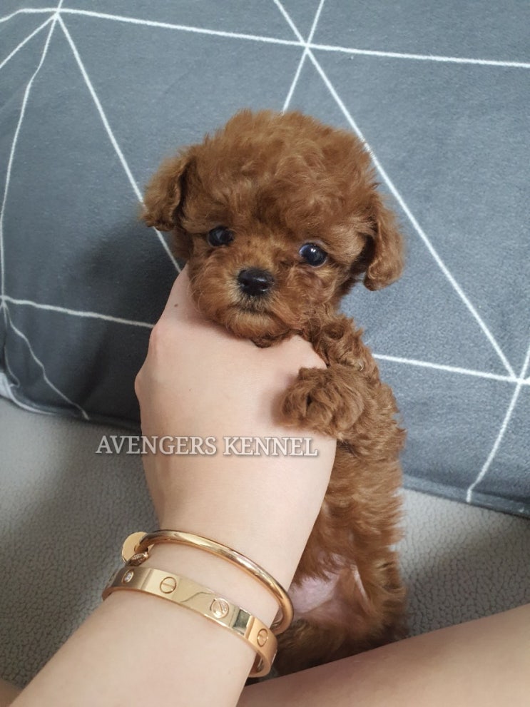  토이푸들분양, 어벤져스켄넬에서