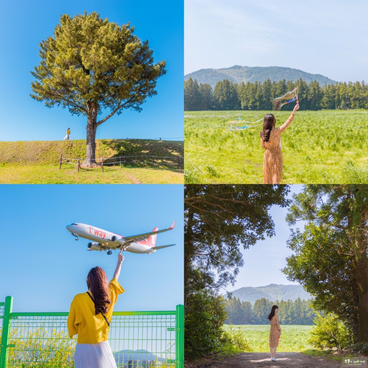  10분만에 인생샷! 제주 사진명소 BEST 7