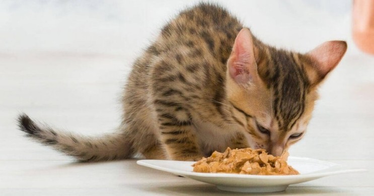 고양이 사료, 고양이 건식 사료와 습식 사료 비교해서 올바르게 급여해요~
