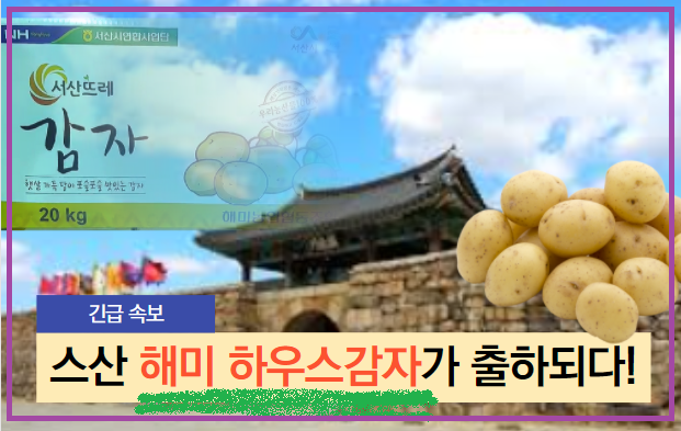  경매사가 알려드리는 "스산 해미농협하우스감자" 가락시장 첫 출하!