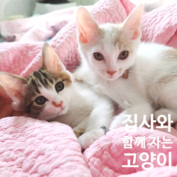  집사와 함께 자는 고양이. 고양이가 집사와 함께 자는 이유. 침대에서 자는 고양이.