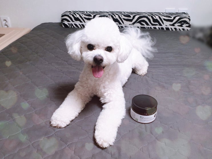 닥터캐닌 강아지눈물영양제로 눈물 지우개 일주일 후기 닥터캐닌 강아지눈물영양제로 눈물 지우개 일주일 후기