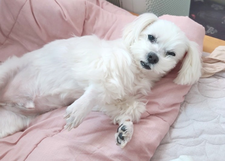  꿀잠자는 두부.강아지 엽기사진.