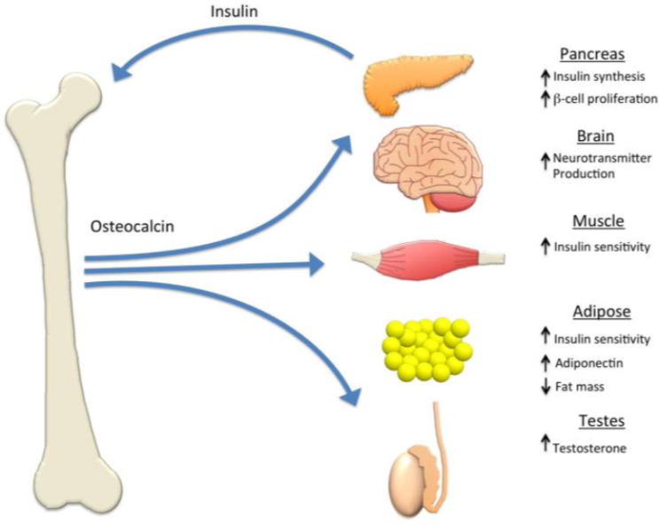  What Is Osteocalcin? Definition, Function & Health Effects/오스테오칼신에 대하여