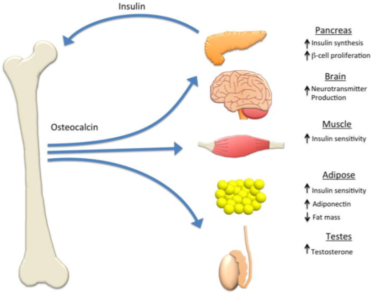 What Is Osteocalcin? Definition, Function & Health Effects/오스테오칼신에 대하여