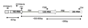 세균 16S rRNA와 곰팡이 ITS region PCR 증폭 실험