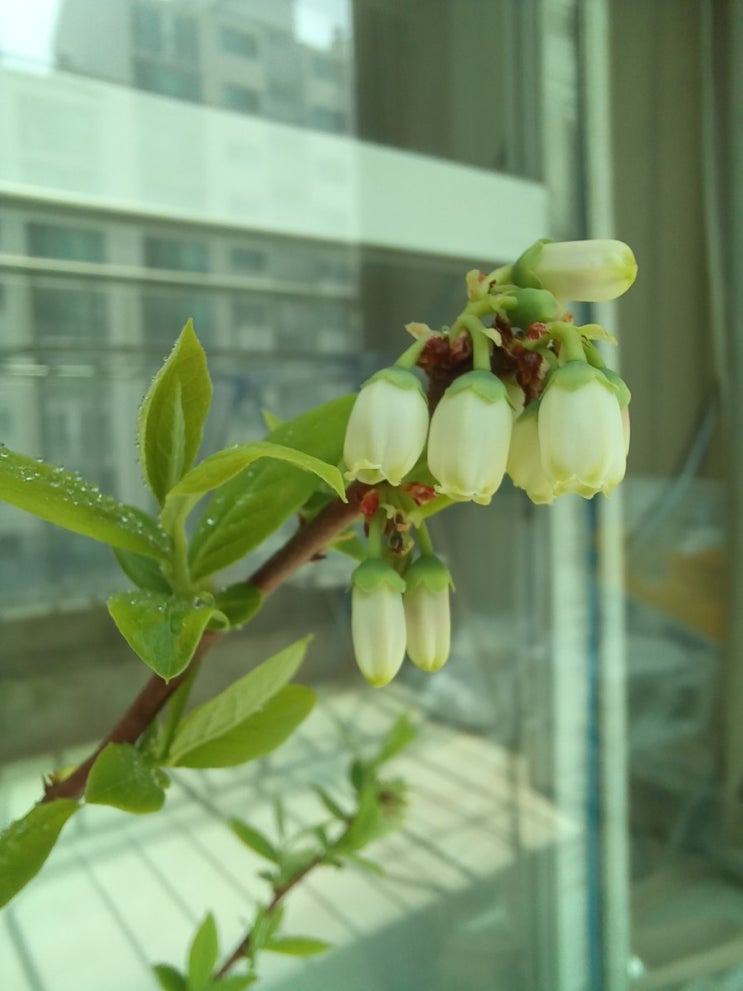 블루베리 묘목 재배.집에서 블루베리 키우기. 코로나시국 반려식물 블루베리 묘목 재배.집에서 블루베리 키우기. 코로나시국 반려식물