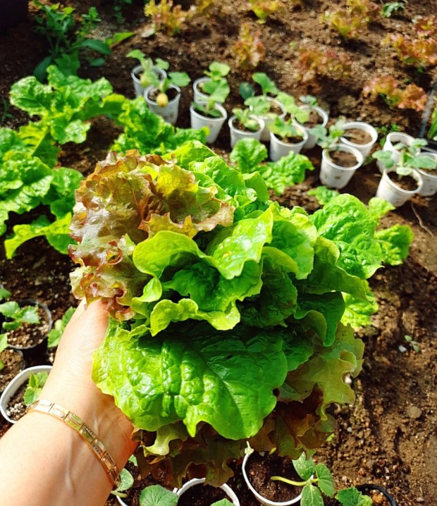  천연불면증 치료제 "흑하랑 상추"<잠이 사르르~~~>