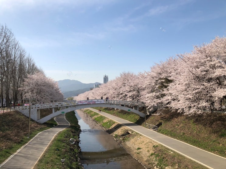  양재천