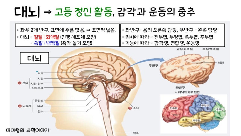 [수업계획] 신경계(1) - 중추 신경계 (뇌, 척수) : 네이버 블로그