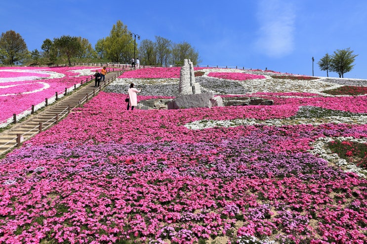  경남 산청 가볼만한곳 생초국제조각 공원 꽃잔디