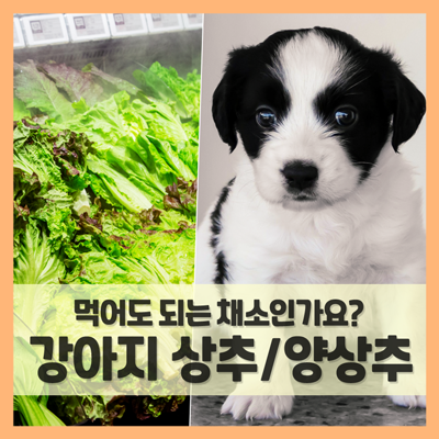 강아지 상추 먹어도 되는 채소인가요? (f. 양상추도 궁금해)