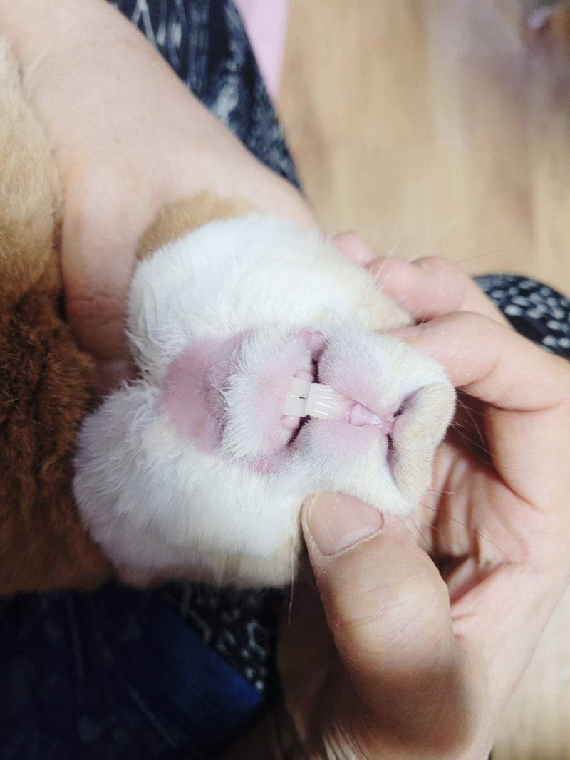 반려토끼에 대한 모든 것을 알아보아요~입양 하기 전 미리 알아보기~ : 네이버 블로그, image size:800x1067