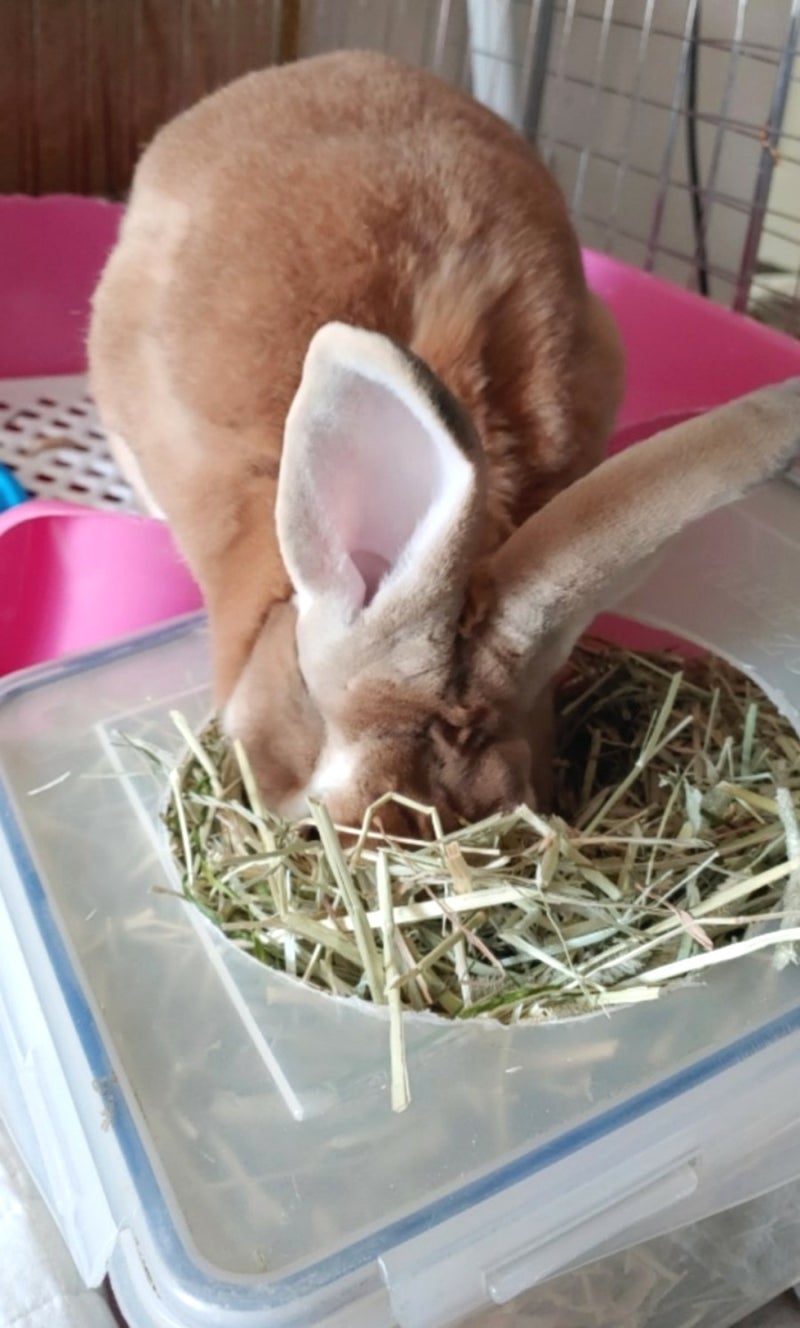 유기견 보호소 통합의 위기와 대안, image size:800x1328