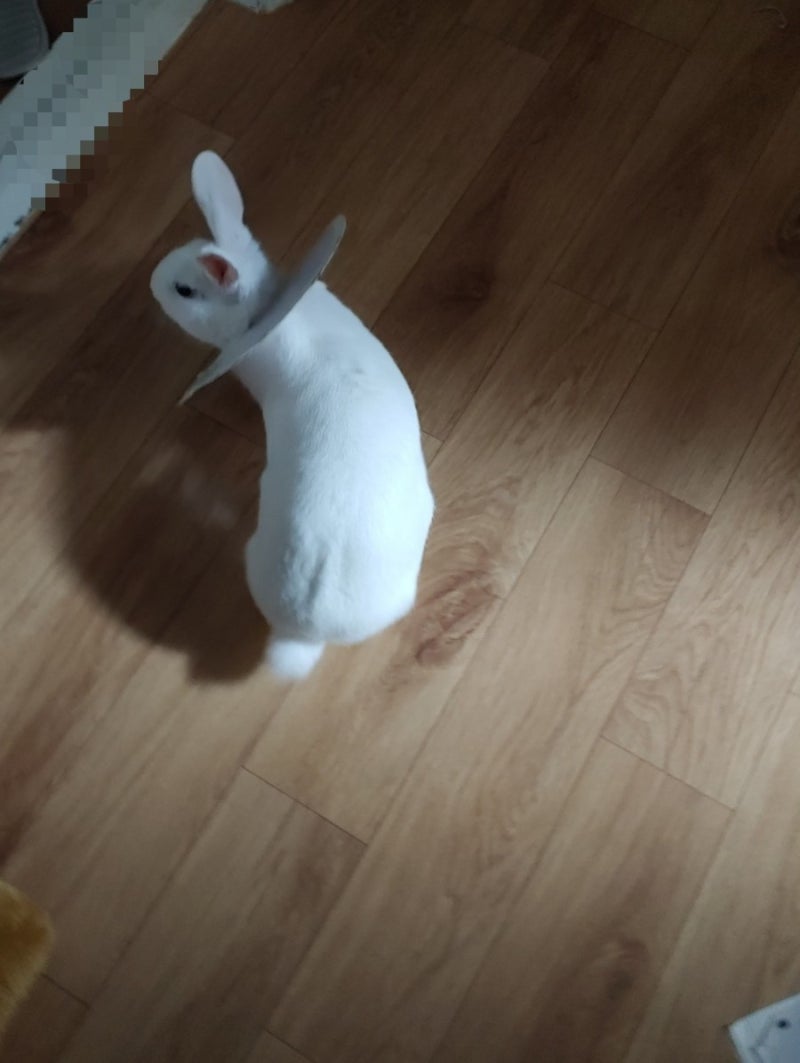 애견미용/애견돌봄(산책) 도그케어 (@dogcare333) • Instagram photos and videos, image size:800x1063