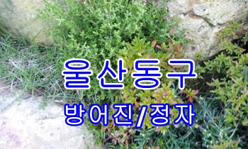 울산동구용달 방어진 정자 저렴한 운송.