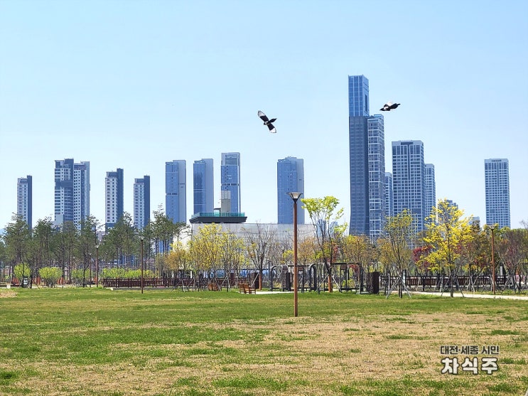  [세종시 갈만한곳] 세종중앙공원 산책 / 나성동 주상복합 아파트 바라보며