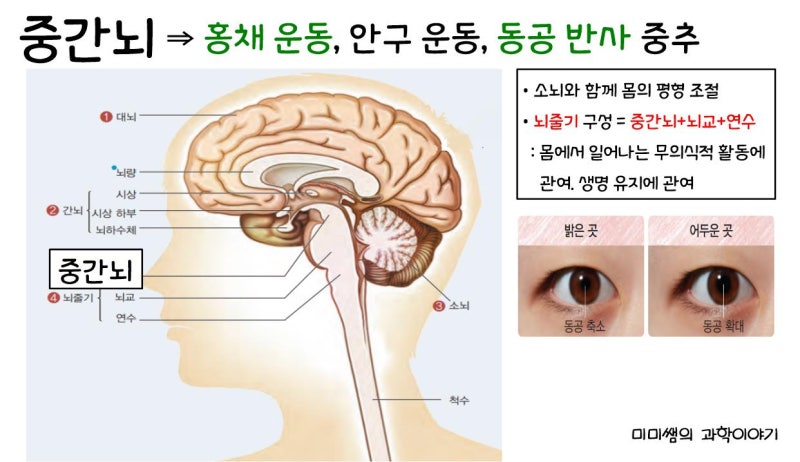 [수업계획] 신경계(1) - 중추 신경계 (뇌, 척수) : 네이버 블로그