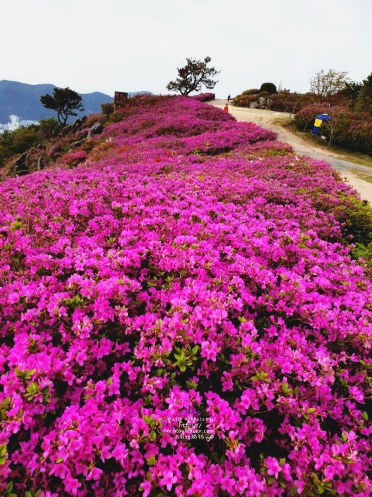 백양산 등산:운수사-웰빙숲 -애진봉 철쭉-둘레길로 아침 운동 다녀옴 백양산 등산:운수사-웰빙숲 -애진봉 철쭉-둘레길로 아침 운동 다녀옴