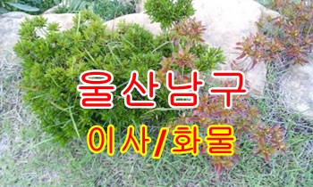 울산남구용달 삼산동 달동 운송 편리합니다.