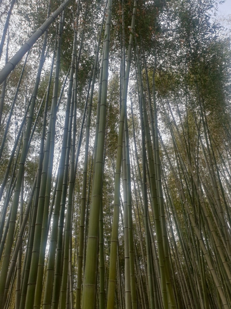 담양 대나무숲 죽녹원 산책