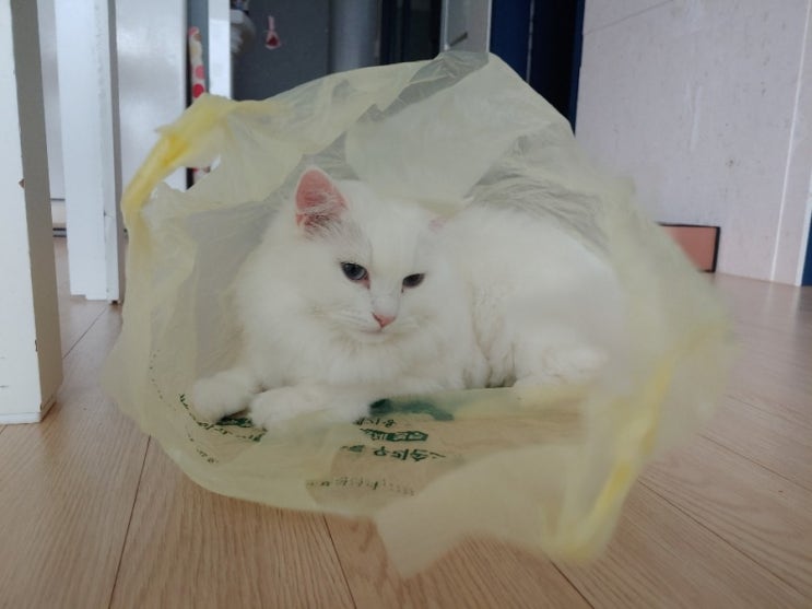  집사만 졸졸 쫓아다니는 고양이 솜이