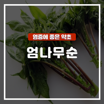  엄나무순 효능 및 부작용 : 염증 개선에 탁월한 약초