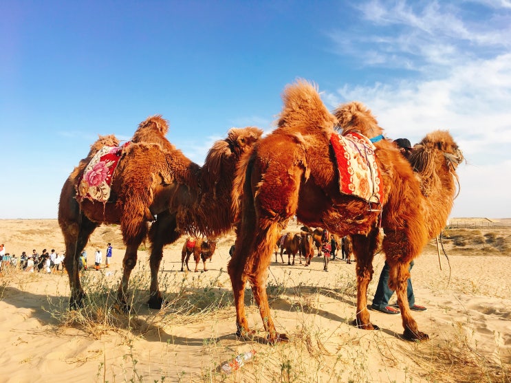 중국 내몽고사막 1박2일 캠핑 여행 후기