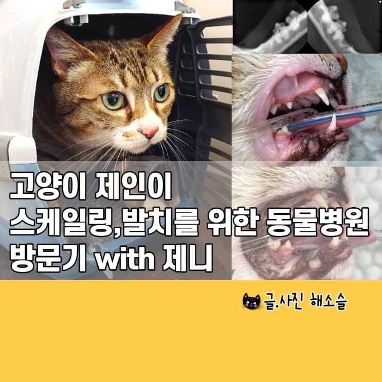  고양이 제인이 스케일링, 발치를 위한 동물병원 방문 with 감기 걸린 제니