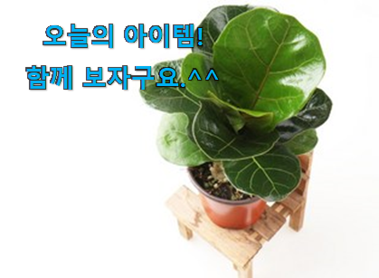 후기보고 꼼꼼히 선별한 완전대박 떡갈 고무나무 클릭 이건 꼭 보세요. 와이프도 좋아하네요 후기보고 꼼꼼히 선별한 완전대박 떡갈 고무나무 클릭 이건 꼭 보세요. 와이프도 좋아하네요