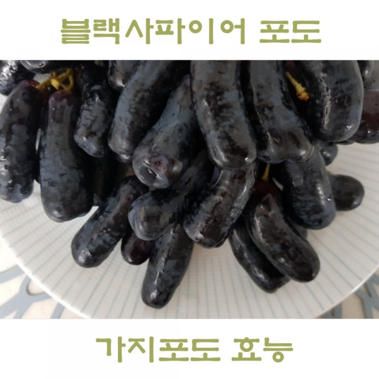  가지포도 블랙사파이어 포도효능 칼로리는 얼마나 될까?