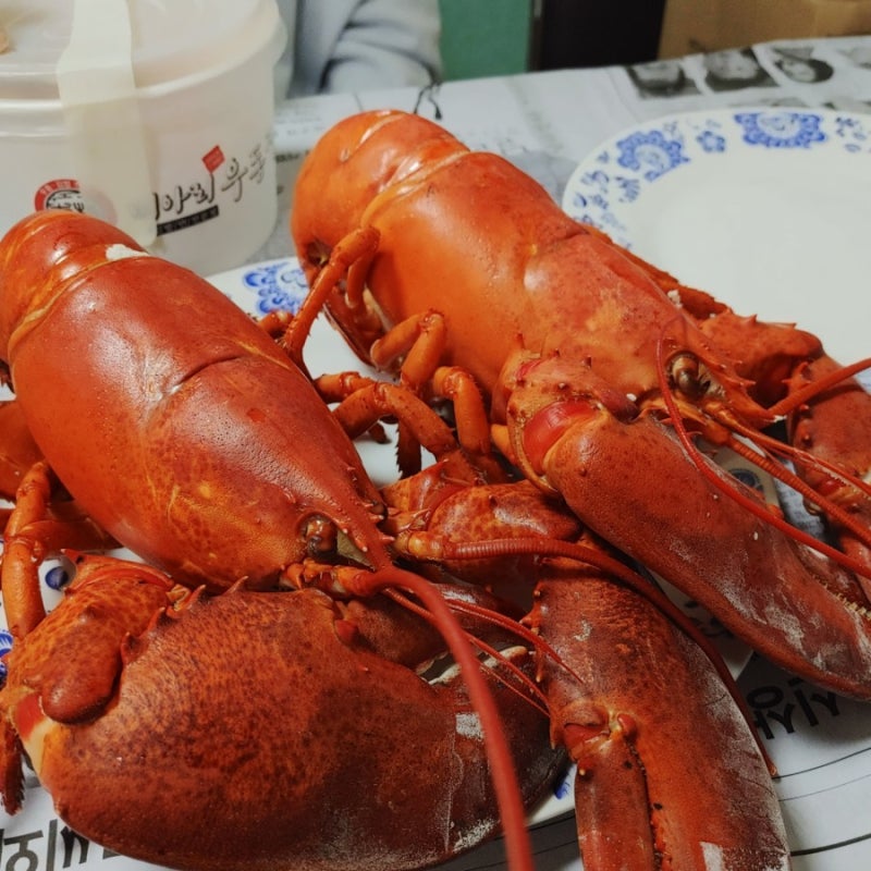손박사 랍스터를 잡다! : 네이버 블로그