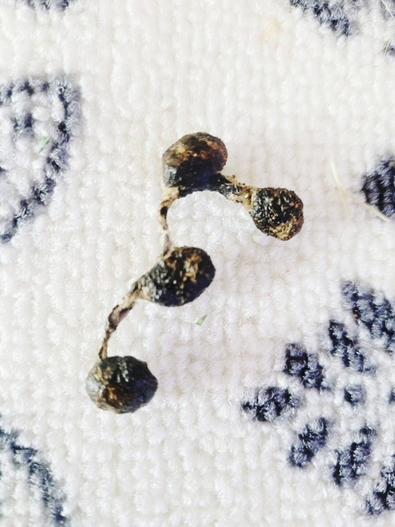 시흥 배곧 동물병원 24시 스마트 동물의료센터 후기 : 네이버 블로그, image size:800x1067