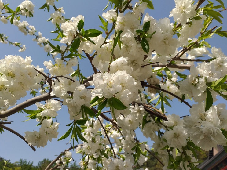 흰 겹벚꽃을 볼 수 있었던 청계산의 사찰. 의왕 청계사(淸溪寺)