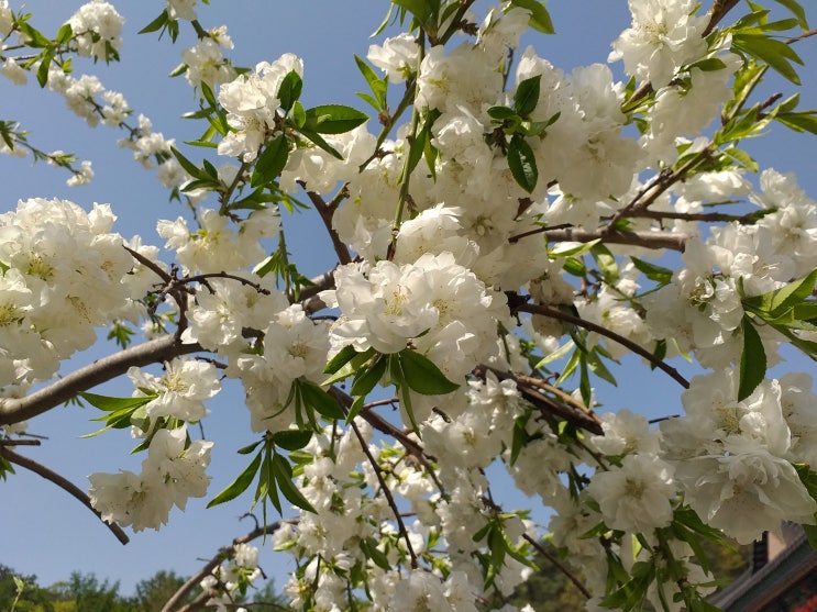  흰 겹벚꽃을 볼 수 있었던 청계산의 사찰. 의왕 청계사(淸溪寺)