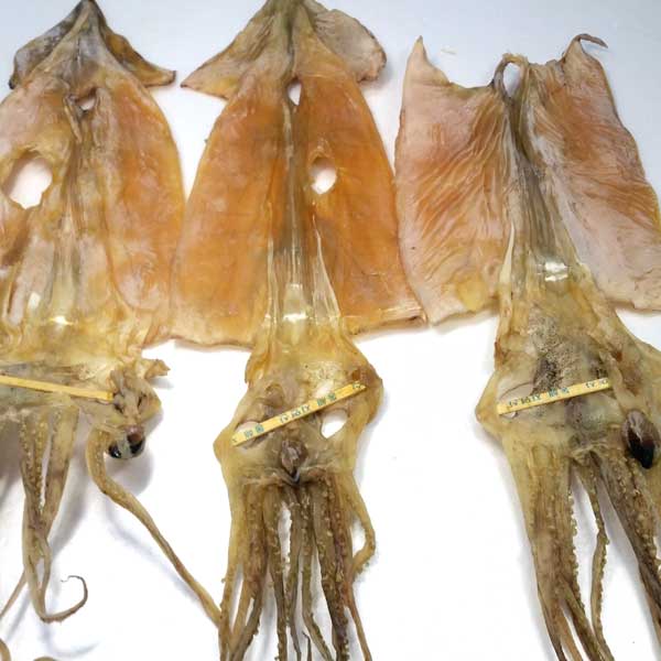 가성비 뛰어난 동해안 특 파품 건오징어, 500g(6~10마리), 1개 좋아요 가성비 뛰어난 동해안 특 파품 건오징어, 500g(6~10마리), 1개 좋아요