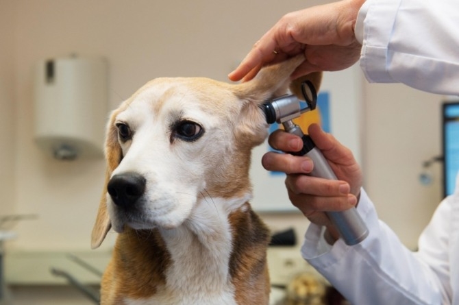 천차만별 반려동물 진료비…펫보험으로 부담 줄인다