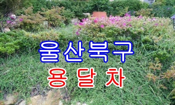 울산북구용달 모화 입실 불국사, 울산북구용달 모화 입실 불국사,