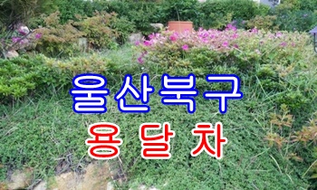 울산북구용달 모화 입실 불국사,