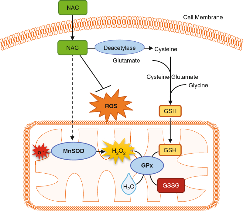 항산화제의 신경질환 예방 2 - N-Acetyl-Cysteine(NAC) : 네이버 블로그