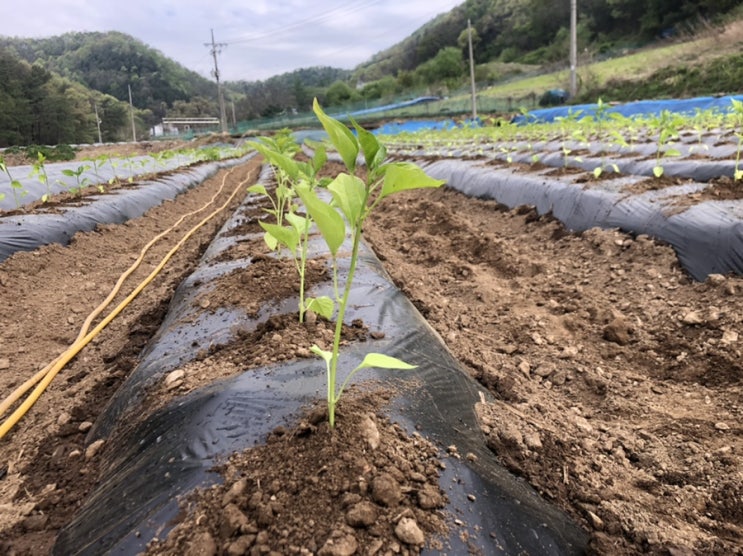  고추 농사 시작했네요. 주렁주렁 빨갛게 많이만 달려라.
