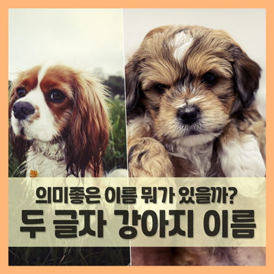  강아지 이름 추천 의미 있는 두 글자 개 이름은? (f. 사랑, 행운, 희망 등)