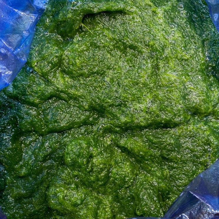 구매평 좋은 바다애수산 어릴적 먹던 추억의 맛! 무안 감태 생감태 물감태 찰감태, 1봉, 3kg 좋아요 구매평 좋은 바다애수산 어릴적 먹던 추억의 맛! 무안 감태 생감태 물감태 찰감태, 1봉, 3kg 좋아요